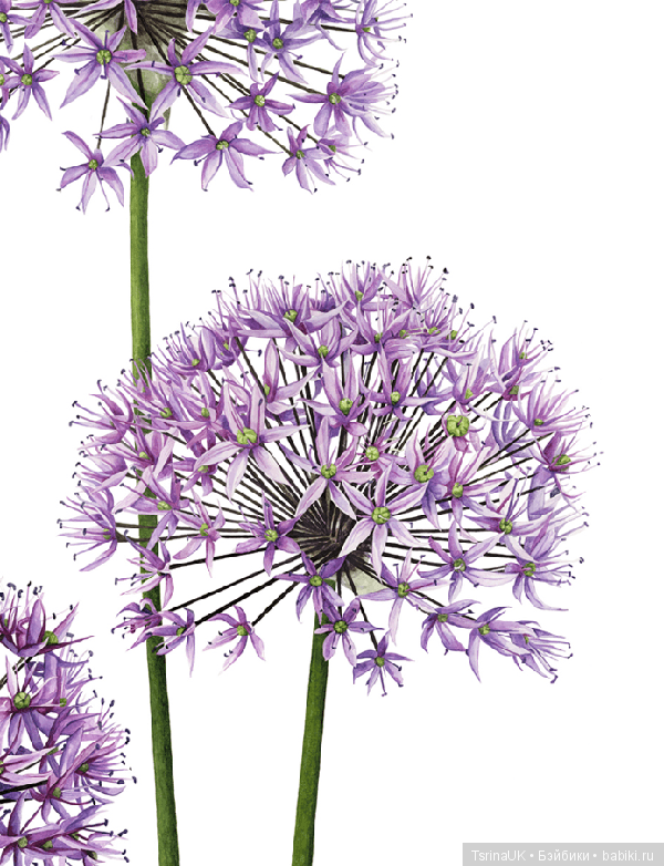 Волшебные ботанические иллюстрации — Anna Mason