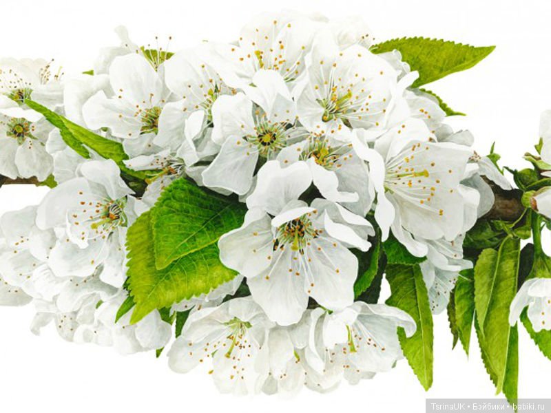 Волшебные ботанические иллюстрации — Anna Mason (фото 8)