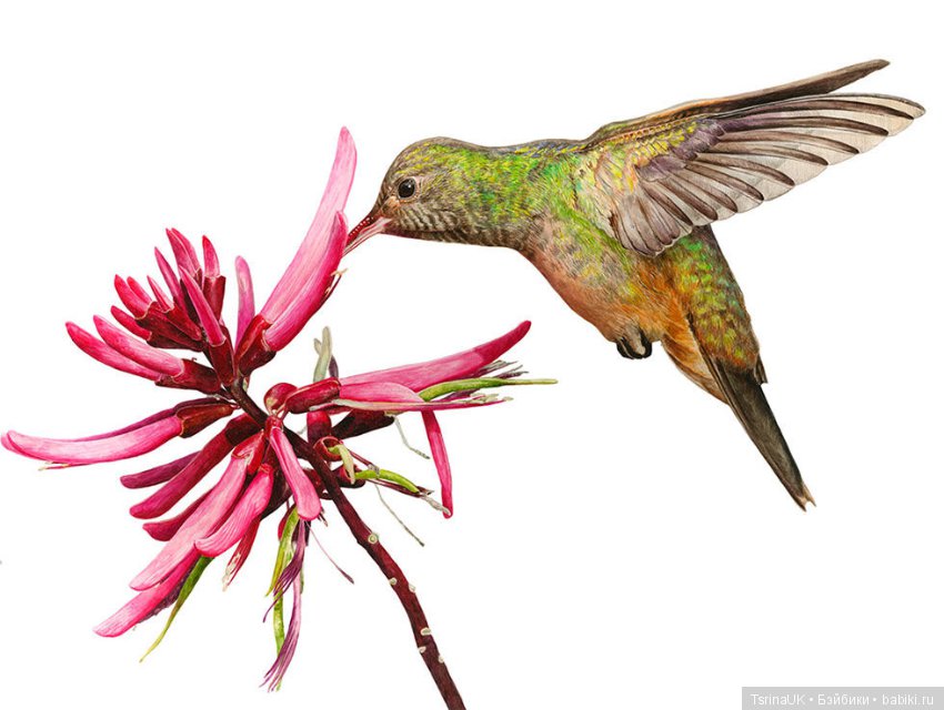 Волшебные ботанические иллюстрации — Anna Mason (фото 2)