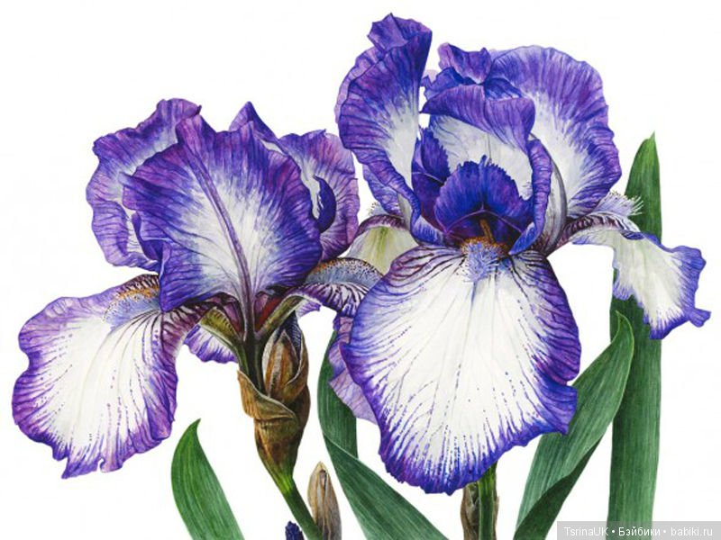 Волшебные ботанические иллюстрации — Anna Mason