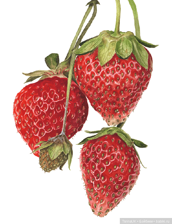 Волшебные ботанические иллюстрации — Anna Mason (фото 3)