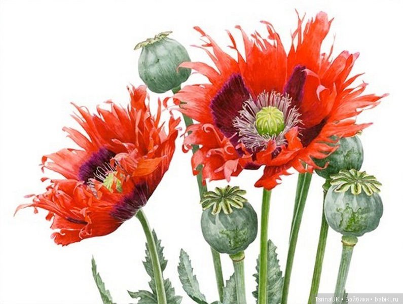 Волшебные ботанические иллюстрации — Anna Mason (фото 5)