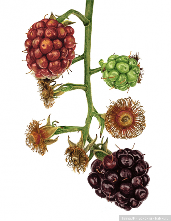 Волшебные ботанические иллюстрации — Anna Mason (фото 6)