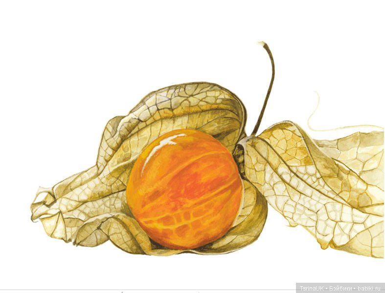 Волшебные ботанические иллюстрации — Anna Mason