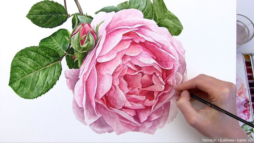 Волшебные ботанические иллюстрации — Anna Mason