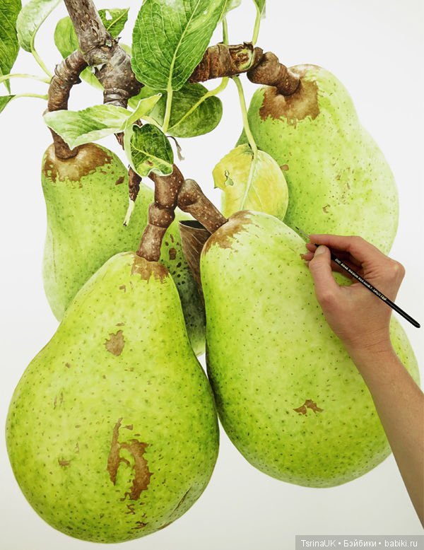 Волшебные ботанические иллюстрации — Anna Mason