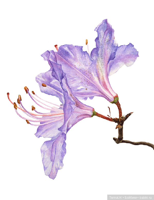 Волшебные ботанические иллюстрации — Anna Mason