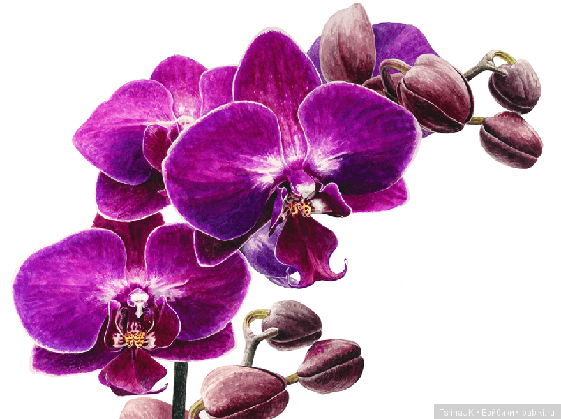 Волшебные ботанические иллюстрации — Anna Mason