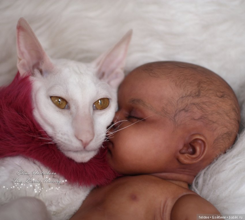 Мой полярный мишка, мулаточка Коко