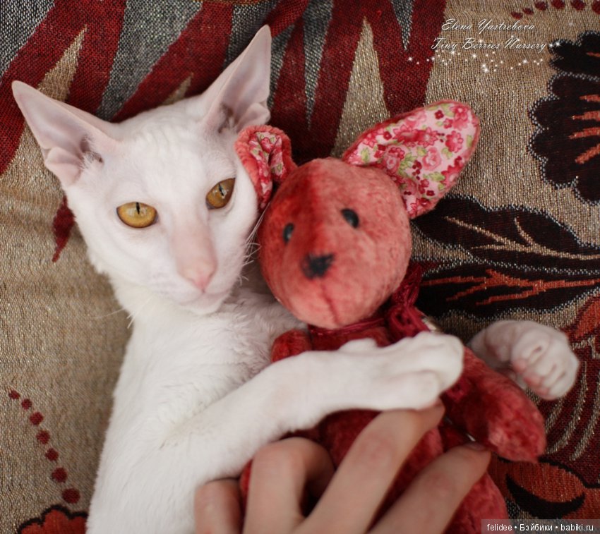 Мой полярный мишка, мулаточка Коко