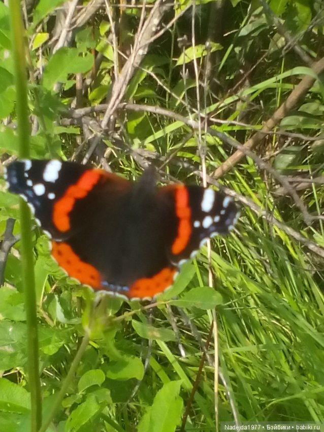 Летние воспоминания — Красивая природа и цветы: фото пейзажей