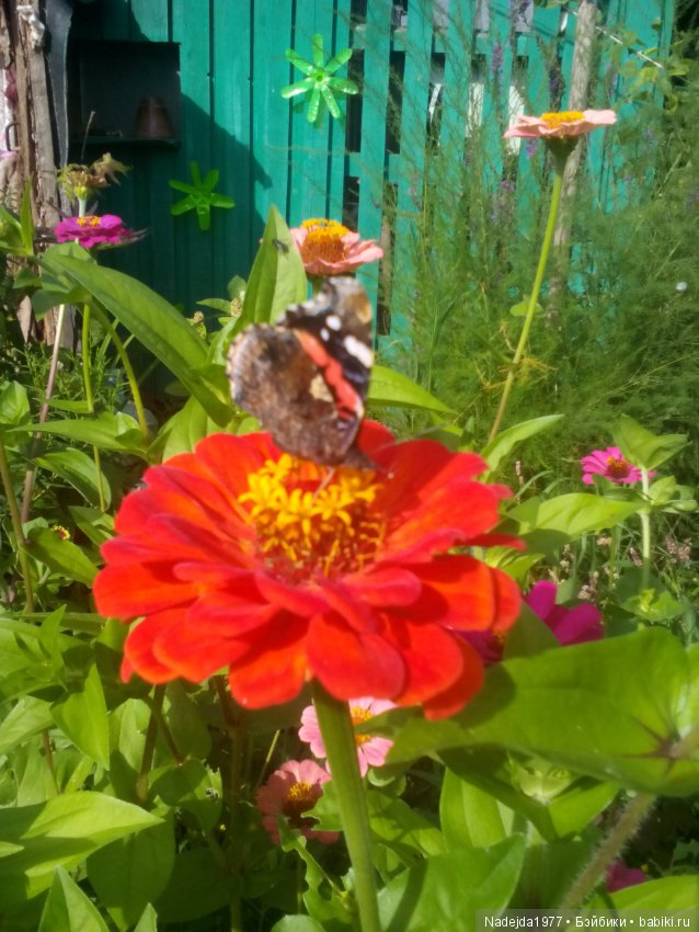 Летние воспоминания — Красивая природа и цветы: фото пейзажей