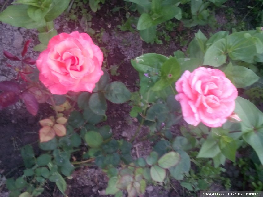 Летние воспоминания — Красивая природа и цветы: фото пейзажей