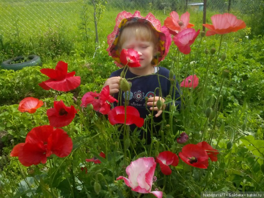 Летние воспоминания — Красивая природа и цветы: фото пейзажей