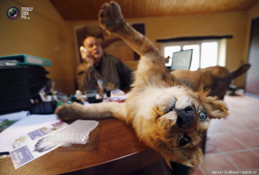 Скульптор-анималист из Бельгии (фото 9)