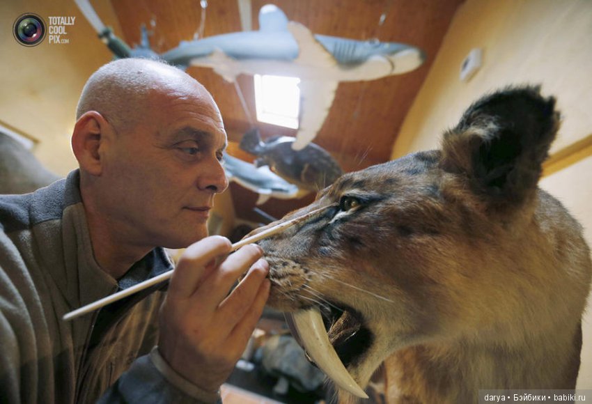 Скульптор-анималист из Бельгии (фото 8)