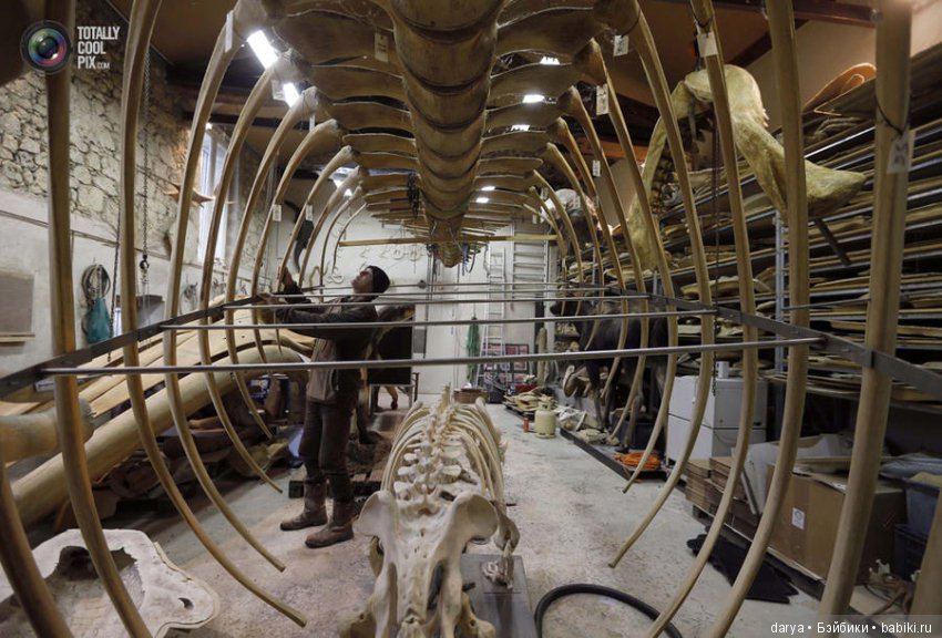 Скульптор-анималист из Бельгии