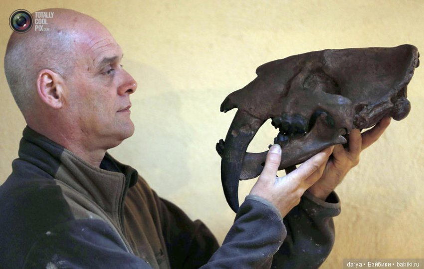 Скульптор-анималист из Бельгии (фото 10)