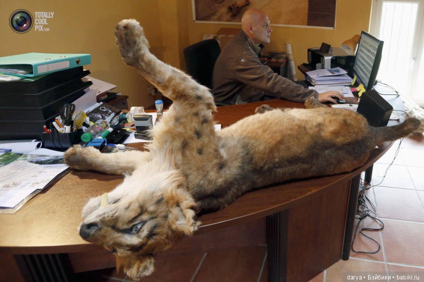 Скульптор-анималист из Бельгии