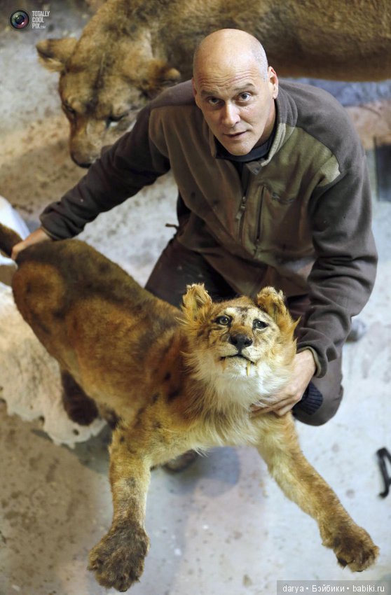 Скульптор-анималист из Бельгии