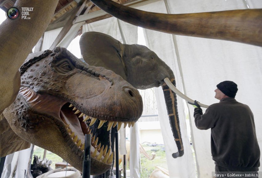 Скульптор-анималист из Бельгии