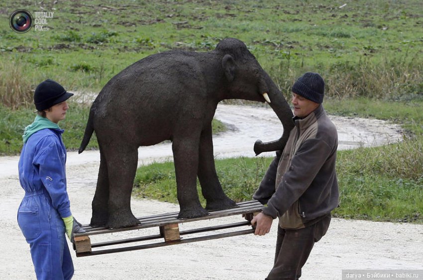 Скульптор-анималист из Бельгии