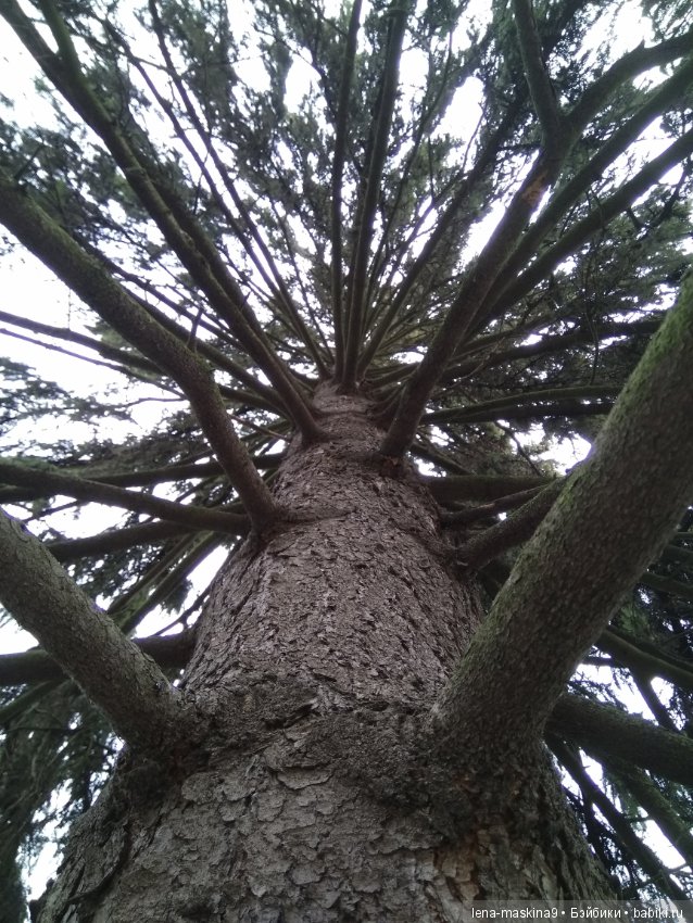 Элина на прогулке на ВВЦ и в Ботаническом саду:) (фото 4)