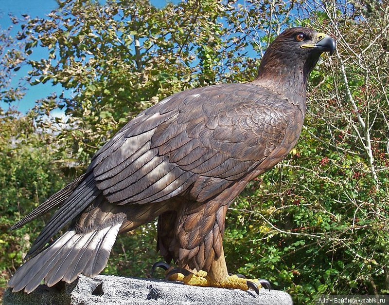 Деревянные скульптуры птиц от скульптора Tim McEachern