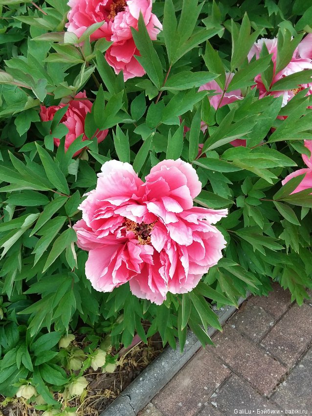 Краски весны — Болталка и разговоры обо всем: жизнь (фото 2)