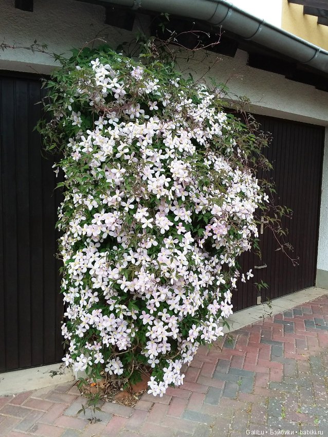 Краски весны — Болталка и разговоры обо всем: жизнь (фото 8)