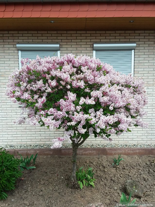Краски весны — Болталка и разговоры обо всем: жизнь (фото 3)