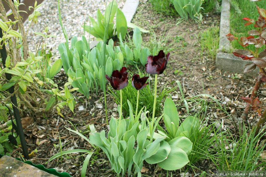 Краски весны — Болталка и разговоры обо всем: жизнь