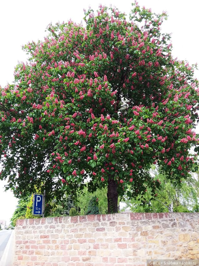 Краски весны — Болталка и разговоры обо всем: жизнь