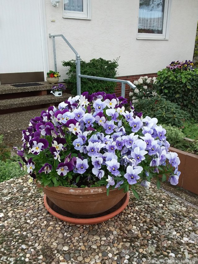 Краски весны — Болталка и разговоры обо всем: жизнь (фото 10)