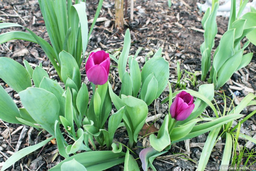 Краски весны — Болталка и разговоры обо всем: жизнь