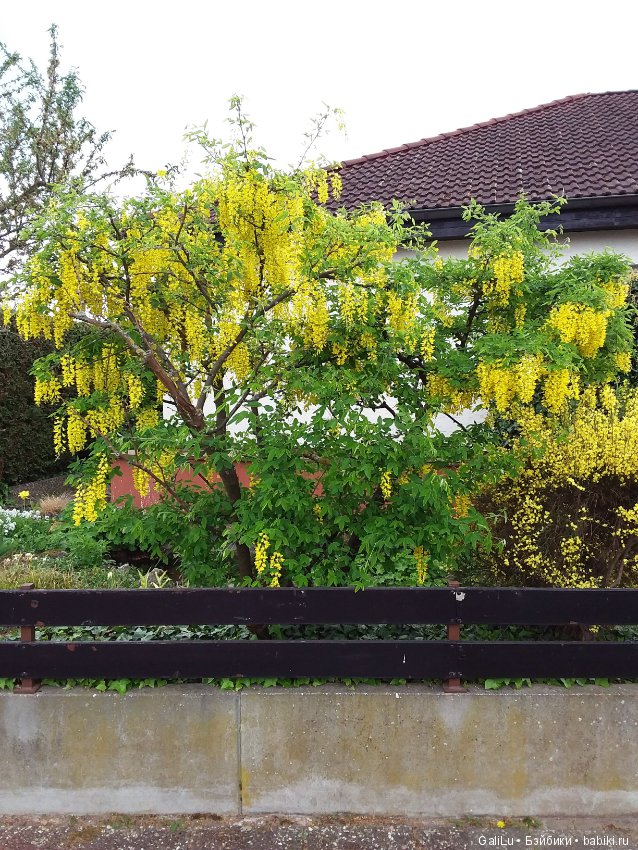 Краски весны — Болталка и разговоры обо всем: жизнь (фото 9)