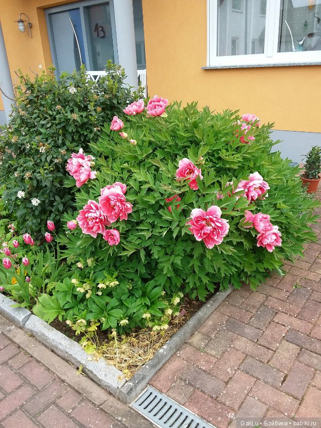 Краски весны — Болталка и разговоры обо всем: жизнь