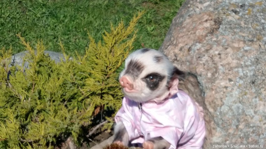 Малыш реборн свинка — Куклы Реборн (Reborn): работы мастеров