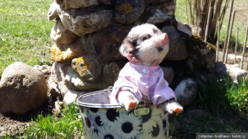 Малыш реборн свинка — Куклы Реборн (Reborn): работы мастеров