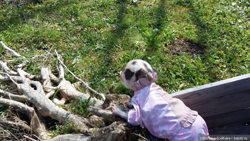 Малыш реборн свинка — Куклы Реборн (Reborn): работы мастеров (фото 5)