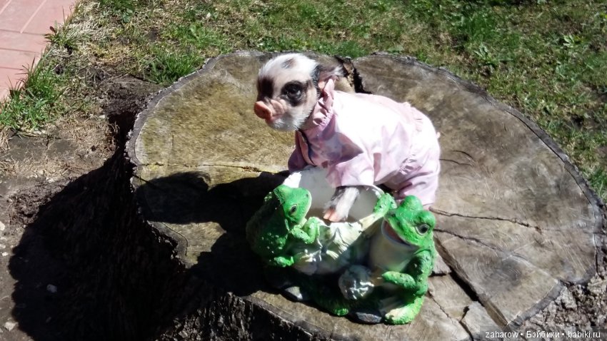 Малыш реборн свинка — Куклы Реборн (Reborn): работы мастеров