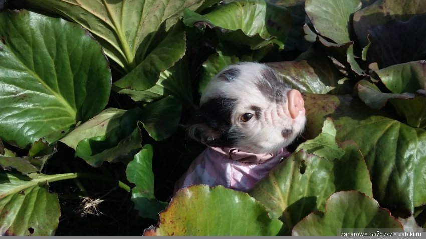 Малыш реборн свинка — Куклы Реборн (Reborn): работы мастеров