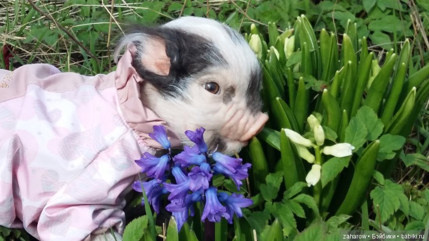 Малыш реборн свинка — Куклы Реборн (Reborn): работы мастеров