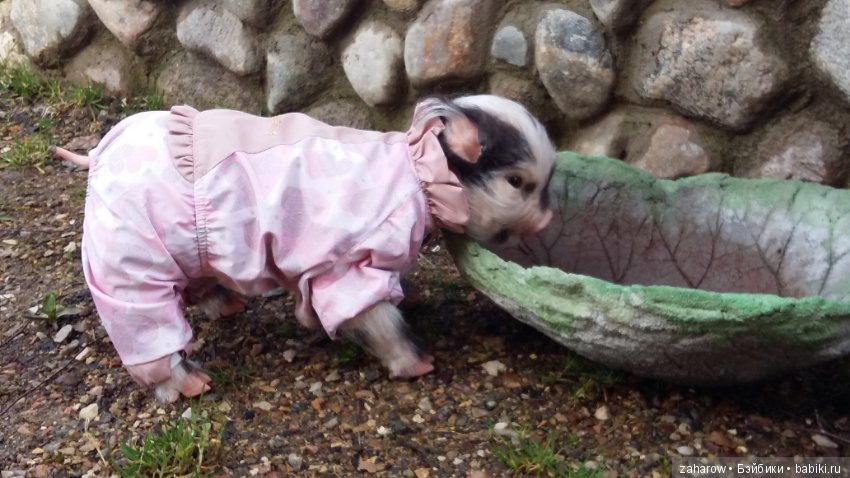 Малыш реборн свинка — Куклы Реборн (Reborn): работы мастеров