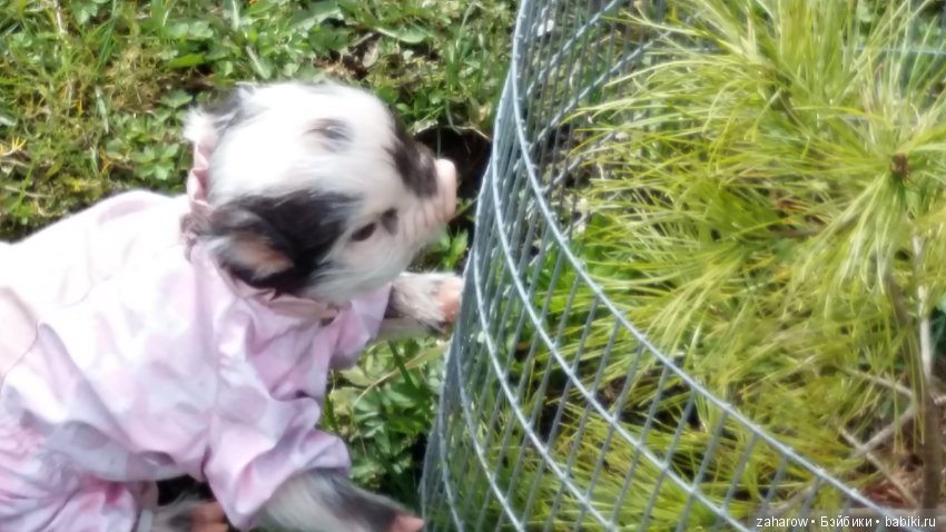 Малыш реборн свинка — Куклы Реборн (Reborn): работы мастеров