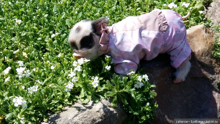 Малыш реборн свинка — Куклы Реборн (Reborn): работы мастеров