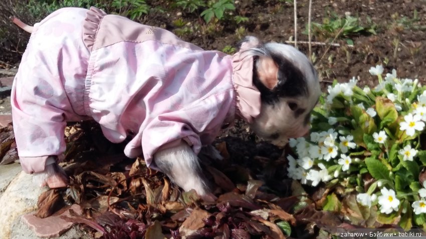 Малыш реборн свинка — Куклы Реборн (Reborn): работы мастеров