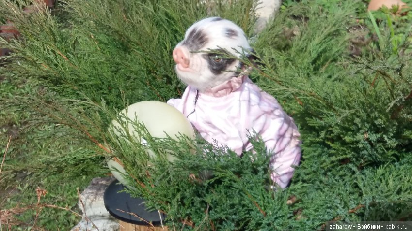 Малыш реборн свинка — Куклы Реборн (Reborn): работы мастеров