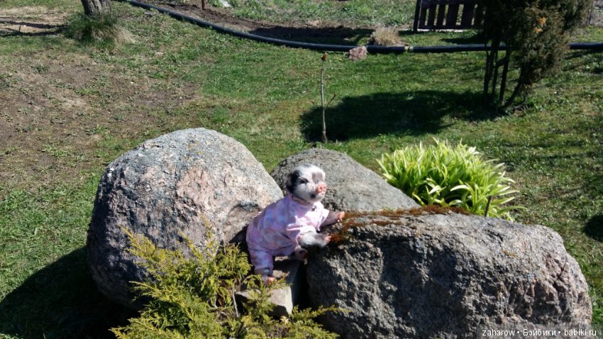 Малыш реборн свинка — Куклы Реборн (Reborn): работы мастеров