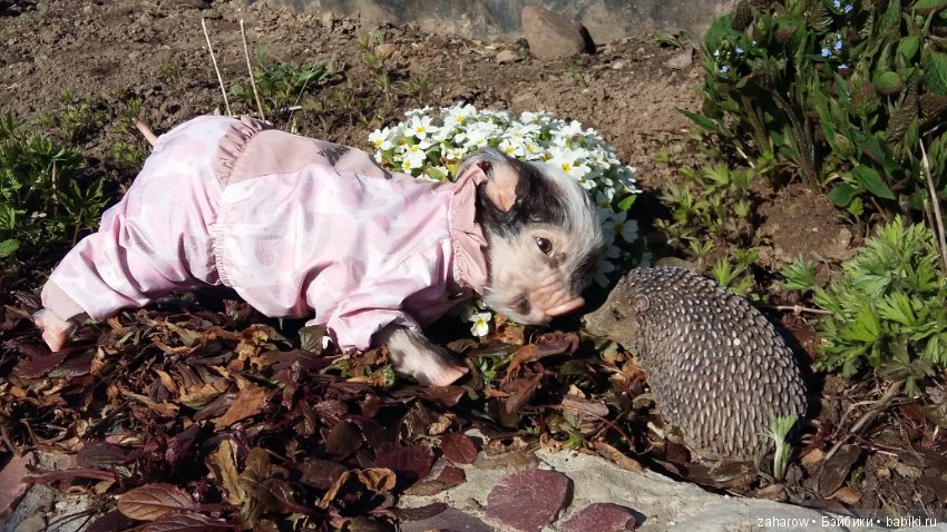 Малыш реборн свинка — Куклы Реборн (Reborn): работы мастеров